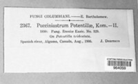 Quasipucciniastrum potentillae image